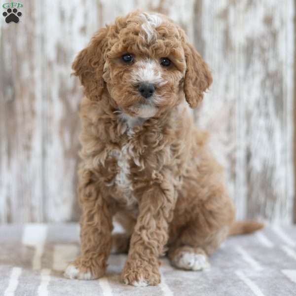 Hazel, Mini Labradoodle Puppy